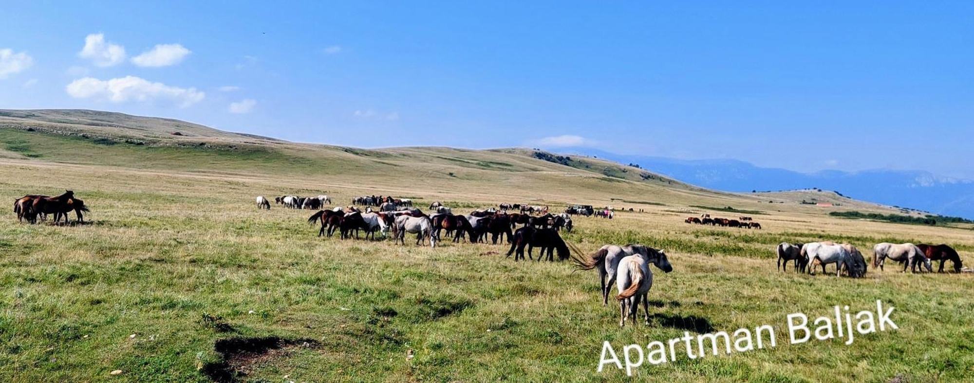 Apartman Baljak Livno Εξωτερικό φωτογραφία